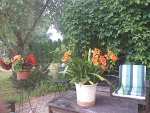 DreiliņiGuest House Pechersky & Sons的木桌旁的两株盆栽植物
