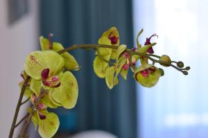 海德堡新海德堡公寓旅馆的枝上一束黄色的花