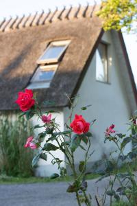 马尔默Fridfullt boende på lantgård med underbar utsikt的前面有红玫瑰的白色房子