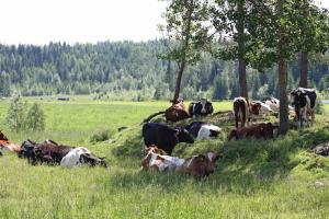Korkeakoski马克兰罗马图瓦特度假屋的一群牛躺在草地上