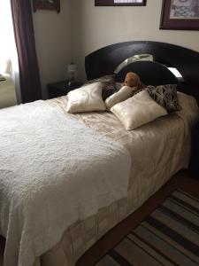 蒙特利尔Chez dany的泰迪熊躺在床上,床上有枕头