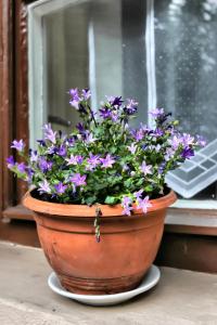 埃格尔阿佛洛狄忒公寓的窗前一盆紫色的花