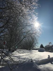 查图里彻尔普斯河酒店的树后有太阳覆盖的雪地