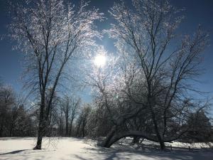 查图里彻尔普斯河酒店的雪中两棵树之间的阳光