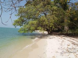 BubaqueSaldomar B&Biosphere的一片树木繁茂的海滩,一片大海