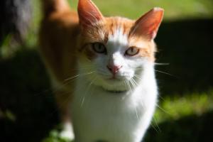 Blejska DobravaRooms Malina的一只橙色和白色的猫坐在草地上