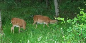 拉达-因基安蒂桑图贝托乡村别墅酒店的两个鹿在草地上放牧