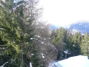 马里尔伊瓦Appartamento Sole Alto的享有积雪覆盖的森林和树木的景色