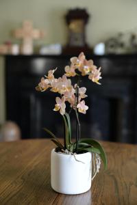 卡南代瓜The Bed and Breakfast at Oliver Phelps的白色花瓶,桌子上放着粉红色的花