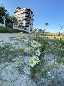 北马马亚-讷沃达里Apartament Somnila, Mamaia Nord的建筑前的地面上堆的 ⁇ 