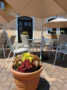 圣安德烈霍瓦特夫加多旅馆的庭院里种着植物,有椅子和遮阳伞
