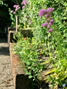 ClunThe White Horse Inn, Clun的种有紫色花和其他植物的花园