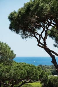 圣特罗佩Hôtel Villa Marie Saint Tropez的松树,背靠大海