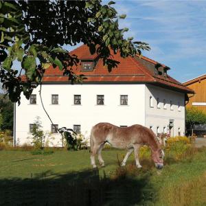 格拉弗瑙Ferienhof Aiginger的牧场上的马在建筑物前放牧
