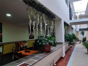 库库塔Hotel El Andino的餐厅拥有悬挂在天花板上的植物