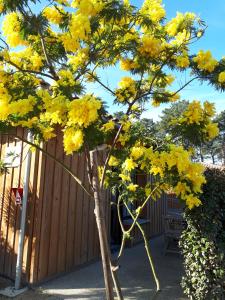 安德诺莱斯贝恩Mimosas的 ⁇ 前有黄色花的树