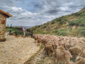 Villarroya de los PinaresMasía el Cabrero的山丘上放羊群的人