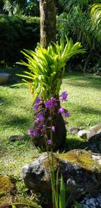 圣克洛德Les Bananes Vertes的一种紫色花朵的植物,坐在岩石上