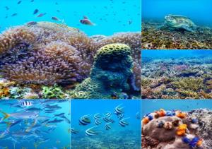 涛岛普拉尼阿马塔酒店的珊瑚礁照片的拼贴