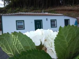 Santo EspíritoCasa dos Valentes的白色房子前的白色花