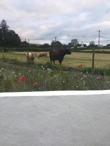 卡文Toddys Cottage & Stables的两头奶牛站在鲜花盛开的田野里
