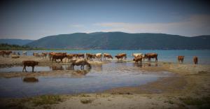 普雷斯帕Kivotos Epavlis的一群站在水中的牛