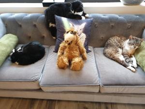 格拉马中央酒店的一群猫躺在沙发上,里面放着一只动物