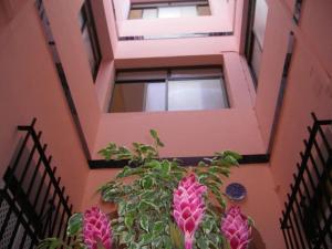 赫雷斯-德拉弗龙特拉Sanvi Xerez Centro的建筑物楼梯上盆里的植物