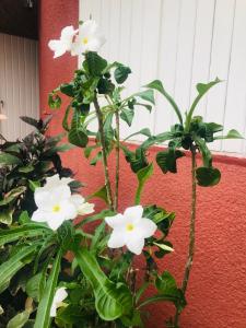 姆布尔CarthagŌ的墙上有白色花朵的植物
