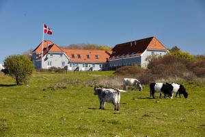 菲耶里茨莱乌Hotel Nor - Badehotellet的一群牛在房子前面的田野里放牧