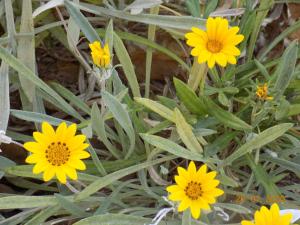 Sīdī ash ShammākhDar Mamina的草上一团黄色的花