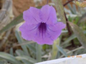 Sīdī ash ShammākhDar Mamina的植物中间的紫花