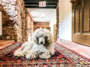 斯雷布纳古拉Dom pod Twierdzą Srebrna Góra的一条白色的狗坐在走廊的地毯上