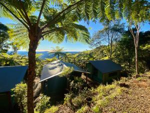 BeechmontBinna Burra Rainforest Campsite的锡屋顶和树屋