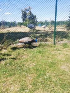 ZasutowoHotel Greys Polonia的一只孔雀在围栏旁边的草地上行走