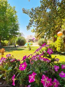 马科普隆弗拉罗纳塔套房别墅的院子里种着粉红色花的花园