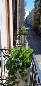 巴里BARI 102的城市街道上种有盆栽植物的阳台