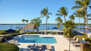 基拉戈椰树棕榈树旅馆的游泳池,游泳池配有椅子和棕榈树,水中