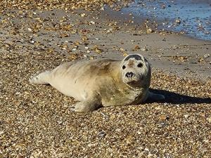 韦茅斯海浪旅馆的沙滩上的海豹