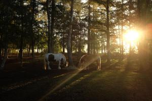 达尔夫森Gastenverblijf Het Muzehuis的两匹马在田野上放牧,阳光照耀着树木
