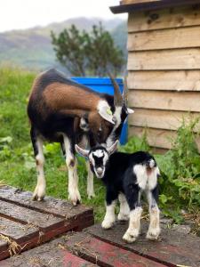 奥尼赫Highland Croft B&B的一只山羊和一只小山羊站在房子旁边