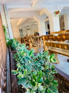 加格拉美好爱慕酒店的坐在房间长凳上的盆栽植物