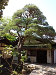 中津川市长多喜日式旅馆的一座建筑前的松树