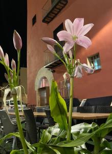 圣马特奥Restaurant & Rooms Cabrit的一张桌子上坐着粉红色的花