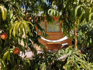 康斯坦察Relax Eaza - Casa cu Hamac的房子前面一棵苹果树