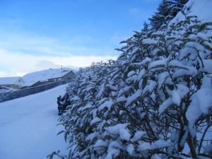 ScallowayEasterhoull Chalets的被雪覆盖的灌木丛,位于房子旁边