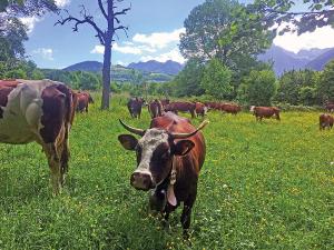 圣保罗恩查拉L'OURSERIE Bed & Breakfast的一群牛站在草地上