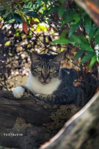 日惹罗瑟诺别墅的一只猫坐在树枝上