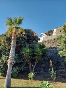 滨海雅尔丁CASA DO MAR的两棵棕榈树,在石墙前