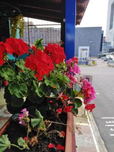 圣何塞特里亚农宾馆的街上一盆红色和粉红色的鲜花